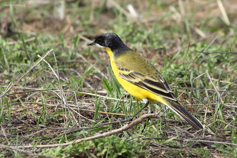 motacilla-feldegg_02.jpg