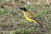 motacilla-feldegg_02_t1.jpg