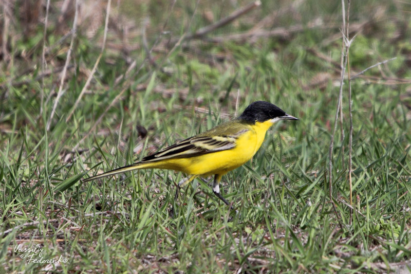 motacilla-feldegg_03.jpg