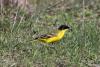 motacilla-feldegg_03_t1.jpg