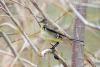 motacilla-flava_01_t1_1.jpg