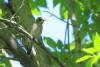 muscicapa-striata_03_t1.jpg