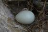 myophonus-caeruleus_03_t1.jpg