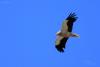 neophron-percnopterus_02_t1.jpg