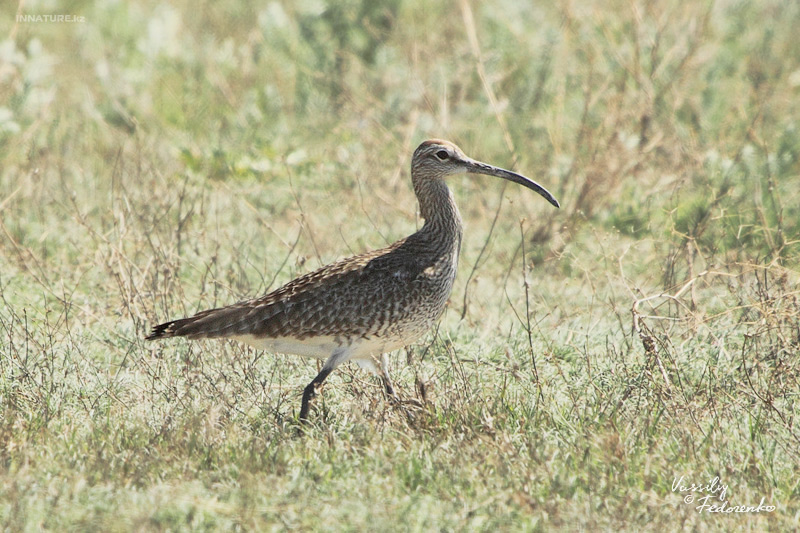 numenius-phaeopus_01.jpg
