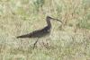 numenius-phaeopus_01_t1.jpg