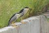 nycticorax-nycticorax_02_t1.jpg
