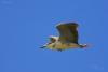 nycticorax-nycticorax_03_t1.jpg
