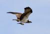 pandion-haliaetus_01_t1.jpg