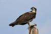 pandion-haliaetus_02_t1.jpg