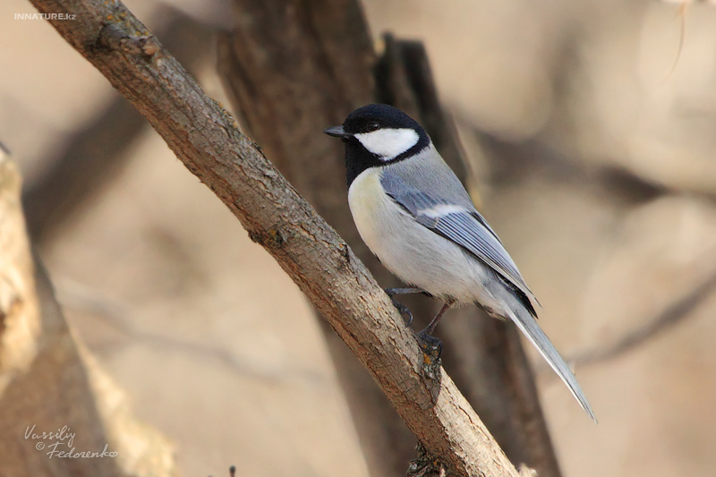 parus-bokharensis_01.jpg