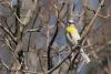 parus-flavipectus_01_t1.jpg