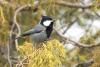 parus-rufonuchalis_01_t1.jpg