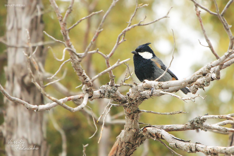 parus-rufonuchalis_02.jpg