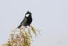 parus-rufonuchalis_03_t1.jpg