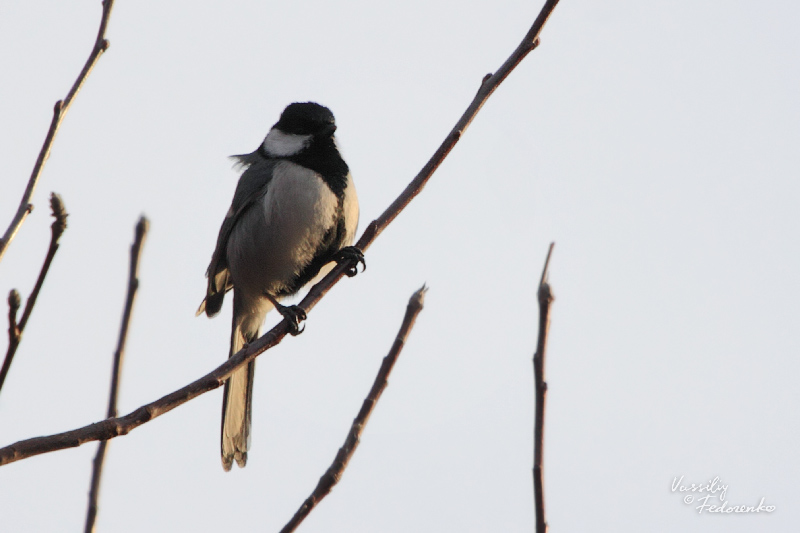 parus_01.jpg