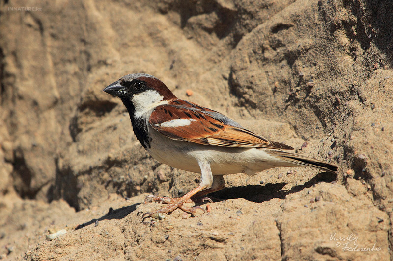 passer-indicus_01.jpg