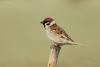 passer-montanus_01_t1_1.jpg