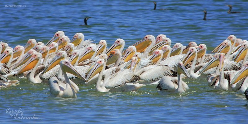 pelecanus-onocrotalus_01.jpg