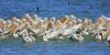 pelecanus-onocrotalus_01_t1.jpg