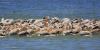pelecanus-onocrotalus_02_t1.jpg