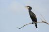 phalacrocorax-carbo_01_t1.jpg