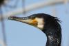 phalacrocorax-carbo_02_t1.jpg