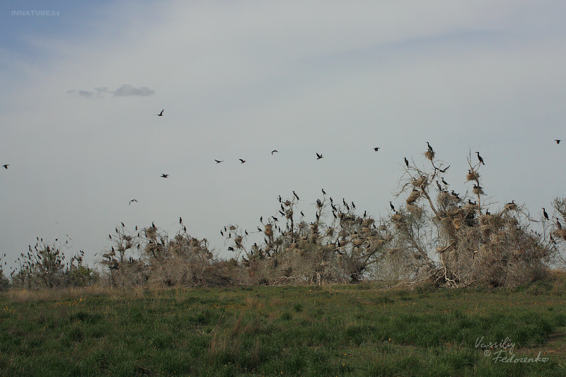 phalacrocorax-carbo_04.jpg