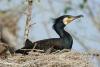 phalacrocorax-carbo_05_t1.jpg