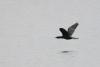phalacrocorax-pygmaeus_01_t1.jpg