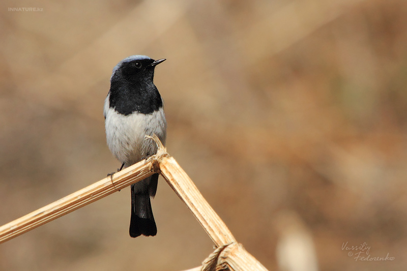 phoenicurus-caeruleocephala_01.jpg