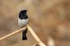 phoenicurus-caeruleocephala_01_t1.jpg