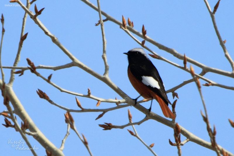 phoenicurus-erythrogastrus_01.jpg