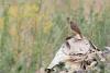 phoenicurus-phoenicurus_01_t1.jpg