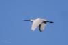 platalea-leucorodia_01_t1.jpg