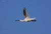 platalea-leucorodia_02_t1.jpg