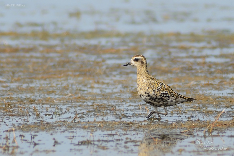 pluvialis-fulva_01_1.jpg