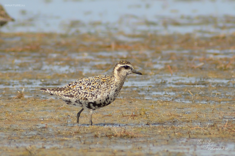 pluvialis-fulva_02_1.jpg