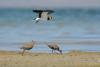 pluvialis-fulva_02_t1.jpg