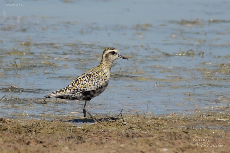 pluvialis-fulva_03.jpg