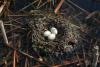 podiceps-nigricollis_01_t1.jpg