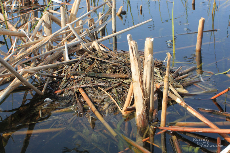 podiceps-nigricollis_02.jpg
