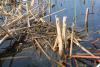 podiceps-nigricollis_02_t1.jpg