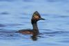 podiceps-nigricollis_03_t1.jpg