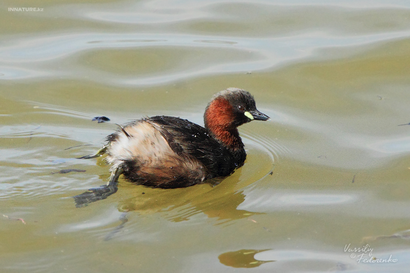 podiceps-ruficollis_01.jpg