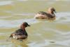 podiceps-ruficollis_02_t1.jpg