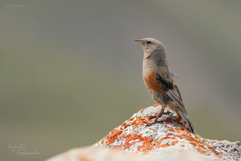 prunella-collaris_01.jpg