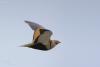 pterocles-orientalis_01_t1.jpg