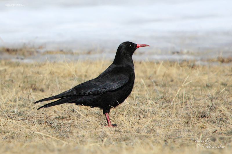 pyrrhocorax-pyrrhocorax_01.jpg