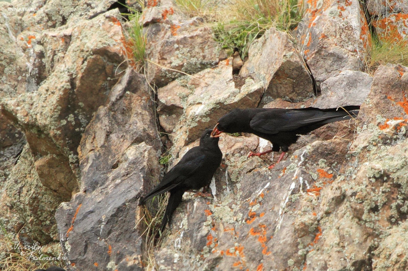 pyrrhocorax-pyrrhocorax_01_1.jpg
